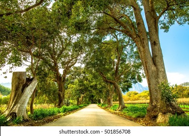 Delheim Wine Estate In Stellenbosch, South Africa