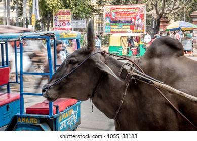 DELHI, INDIA - March 13,2018: Brahma Cattle Cows On A Busy Street In Delhi