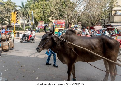 DELHI, INDIA - March 13,2018: Brahma Cattle Cows On A Busy Street In Delhi