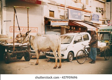 Delhi, India - September 21, 2015: Cow on city street next to vehicles and people in Delhi, India. Cows are holy in India, where one risks imprisonment for knocking one over.