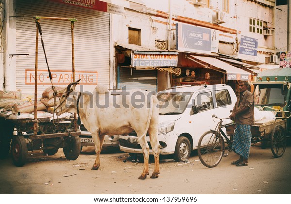 Delhi, India -\
September 21, 2015: Cow on city street next to vehicles and people\
in Delhi, India. Cows are holy in India, where one risks\
imprisonment for knocking one\
over.