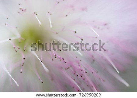 Similar – Blüte der Sterndolde (Astrantia)