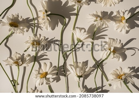 Delicate aesthetic chamomile flower pattern with sunlight shadows on white background Stockfoto © 