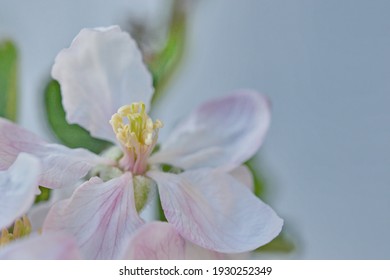 Delicate apple blossom, pastel colours