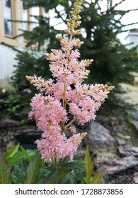 Delicate Astilbe Younique Salmon Blooming Pink Inflorescence On The Background Of A Coniferous Fir Tree In The Garden