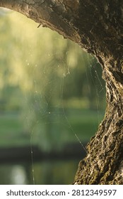 Delicate backlit spider web strung in the hollow of a mossy tree trunk against soft green morning light.
