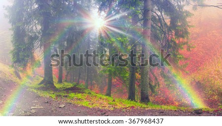 Delicate beautiful colors of autumn on a background of wild forests of the Ukrainian Carpathians, artistic haze and the sun's rays shining among the trunks thick carpet of leaves falling on the ground
