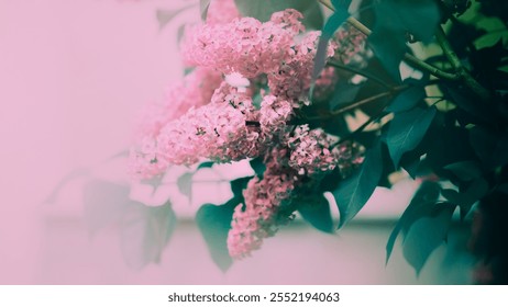 Delicate, beautiful pink lilacs bloomed on a bush with dark green leaves in the garden on a misty spring morning. The romantic nature of May. - Powered by Shutterstock