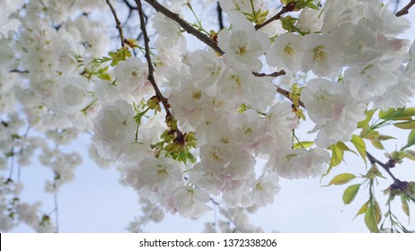 Shirota High Res Stock Images Shutterstock