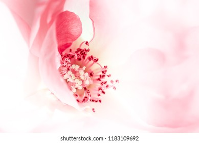 Delicate beauty of close-up rose in white, pastel mauve pink and yellow soft colors. Macro photography background. Love, beauty, wellness and wedding congratulations card concepts. - Powered by Shutterstock