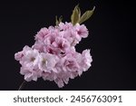 Delicate beauty of spring: blossoming pink Japanese cherry Sakura twig isolated on black background