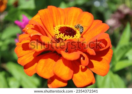 Delicate bees dance on flowers and blossoms, their diligent movements a tribute to nature. A harmonious interplay of colors and life, captured in enchanting moments.