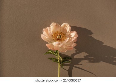 Delicate Beige Peony Flower With Aesthetic Sunlight Shadows On Neutral Tan Brown Background