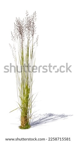 Delicate blooming ornamental grass on white background