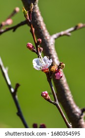 Delicate blossom in springtime, with a shallow depth of field