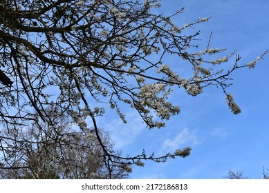 Delicate Blossom Tree In Early English Springtime 