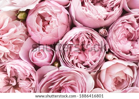 Delicate blossoming pink flowers, blooming roses festive background, flower bouquet pastel image, soft petals floral romance card