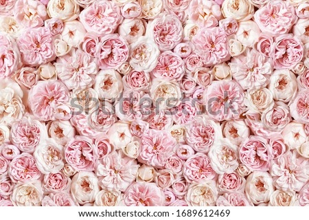Delicate blossoming roses, blooming flower wall festive background, pastel and soft bouquet floral card, toned	