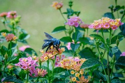 Delicate Blue Carpenter Bee And Blooming Lantana Flowers In Wildlife Setting - Captivating And Vibrant