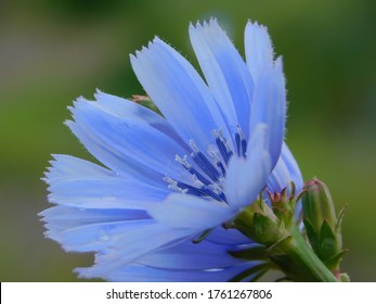 Cichorium Intybus の画像 写真素材 ベクター画像 Shutterstock