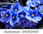 delicate blue violets decorative window decoration