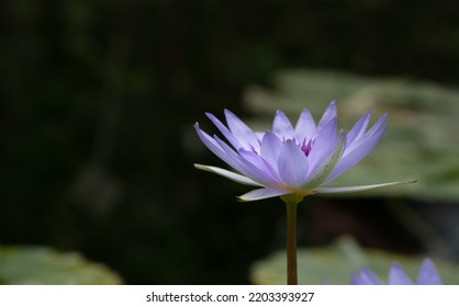 A Delicate Blue Water Lily Blooms On The Pond. The Light Shines Through The Petals