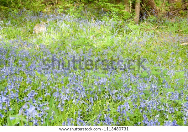 Delicate bluebell\
flowers carpet the forest floor in spring at Car Brook Ravine\
Nature Reserve, Sheffield,\
UK