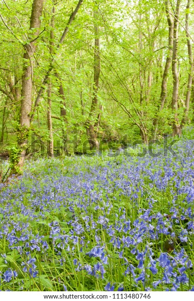 Delicate bluebell\
flowers carpet the forest floor in a spring woodland glade, Car\
Brook Ravine, Sheffield,\
UK