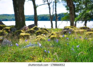 Delicate Bluebells And Fresh Green Grass Growing Atop Moss-covered Medieval Ruins On The Shore Of 