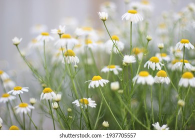 Delicate blurred background consisting of chamomile
