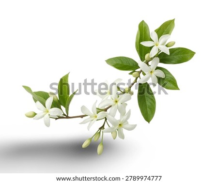 A Delicate Branch Adorned With Pristine White Jasmine Flowers, Their Star Shaped Petals Unfurling Gracefully, Isolated Against A Clean, Bright White Background, Evoking Purity And Natural Beauty.