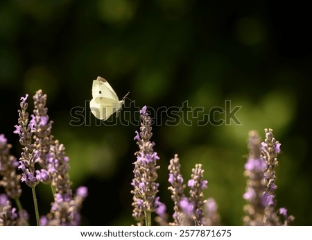 Similar – Image, Stock Photo Vibrant insect on lavender in natural habitat