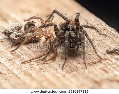 A delicate capture of a wolfspider that has freshly molted. Ideal for nature themes. 