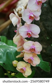 Una delicada cascada orquídeas