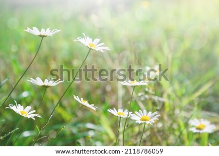 Delicate chamomile flowers in green grass. Spring or summer floral natural background. Beautiful nature.