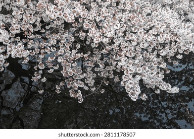 Delicate cherry blossoms cascade over a dark water surface, their pale petals and branches mirrored in gentle ripples. A serene spring scene evoking calm, renewal, floral beauty and nature reflection