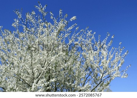 Delicate cherry blossoms in full bloom stretch gracefulls against a clear blue, embodied the essence of spring.