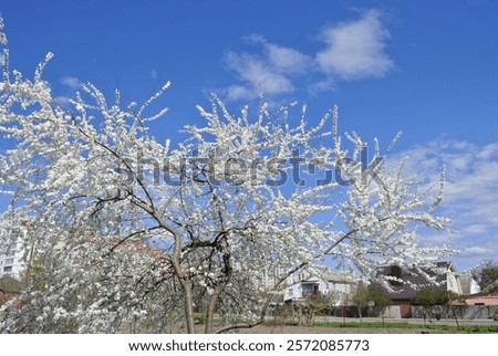 Delicate cherry blossoms in full bloom stretch gracefulls against a clear blue, embodied the essence of spring.