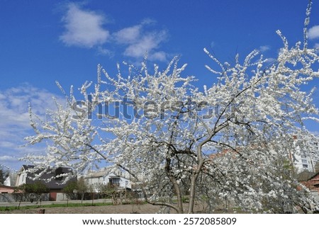 Delicate cherry blossoms in full bloom stretch gracefulls against a clear blue, embodied the essence of spring.