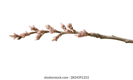 Delicate cherry tree branch with small unopened pink flower buds