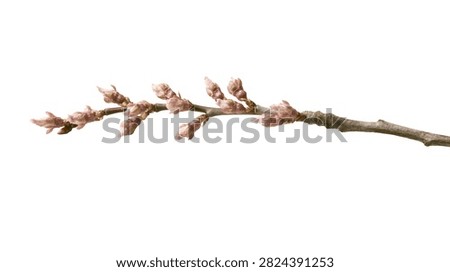 Delicate cherry tree branch with small unopened pink flower buds