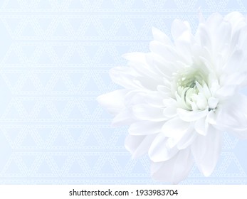 白菊花图片 库存照片和矢量图 Shutterstock