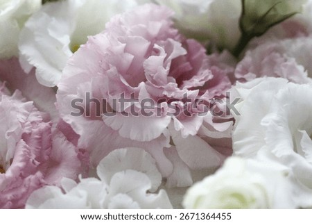 Delicate close-up of pink and white eustoma (lisianthus) flowers. Soft petals, romantic atmosphere, natural beauty in macro photography.