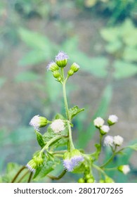 Delicate cluster of small white and light purple flowers with fuzzy centers and green buds on a thin stem against a blurred background