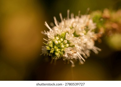 A delicate cluster of tiny white flowers with elongated stamens, set against a soft, blurred background, highlighting the intricate details and textures of the blossoms in natural light