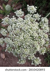 A delicate cluster of tiny white wildflowers blooms in a natural garden setting, forming an intricate lace-like pattern