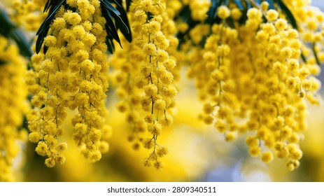 Delicate clusters of small, fluffy yellow mimosa flowers hang from a tree branch, showcasing their vibrant color and texture.