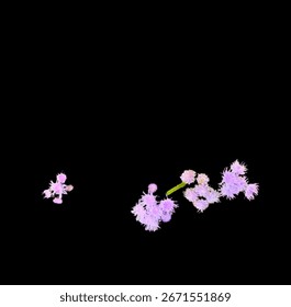 Delicate clusters of tiny purple blossoms with soft, feathery petals glowing gently against a deep black background. 

