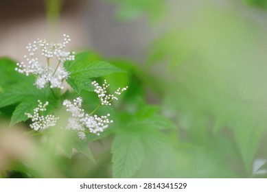 Delicate clusters of tiny white wildflowers blooming amidst vibrant, soft-focus green leaves. A poetic and refreshing celebration of early summer greenery.