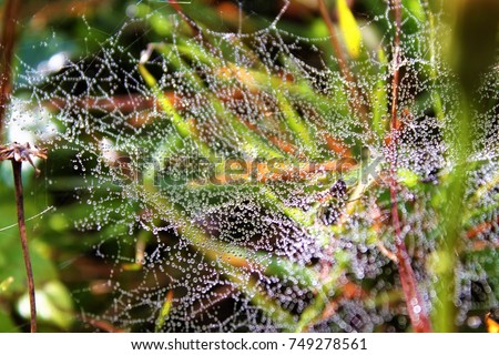 Delicate cobweb covered with thousands of dew drops in the grass/wet meadow, water drops on fine threads of a spiderweb reflecting the light/art work in the nature, beautiful woven building